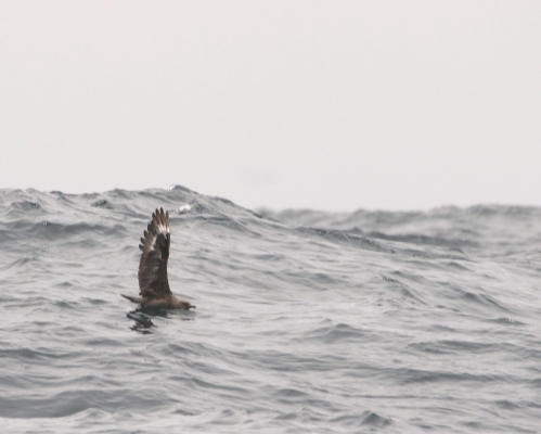 South Polar Skua